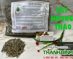 CÂY HƯƠNG THẢO [ CÔNG DỤNG, LỢI ÍCH ] MUA Ở ĐÂU NGUYÊN CHẤT UY TÍN